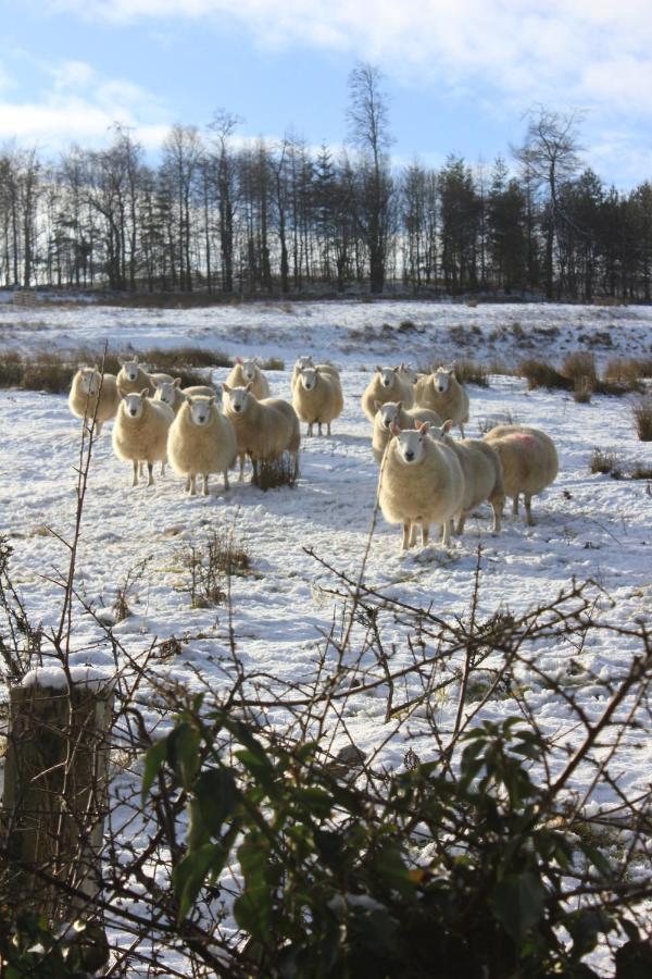High Keenley Fell Farm Allendale Zewnętrze zdjęcie